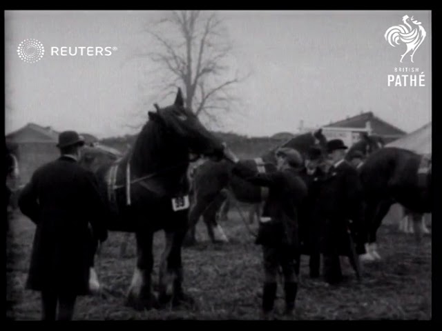 Shire Horse Show At Newmarket (1919) 